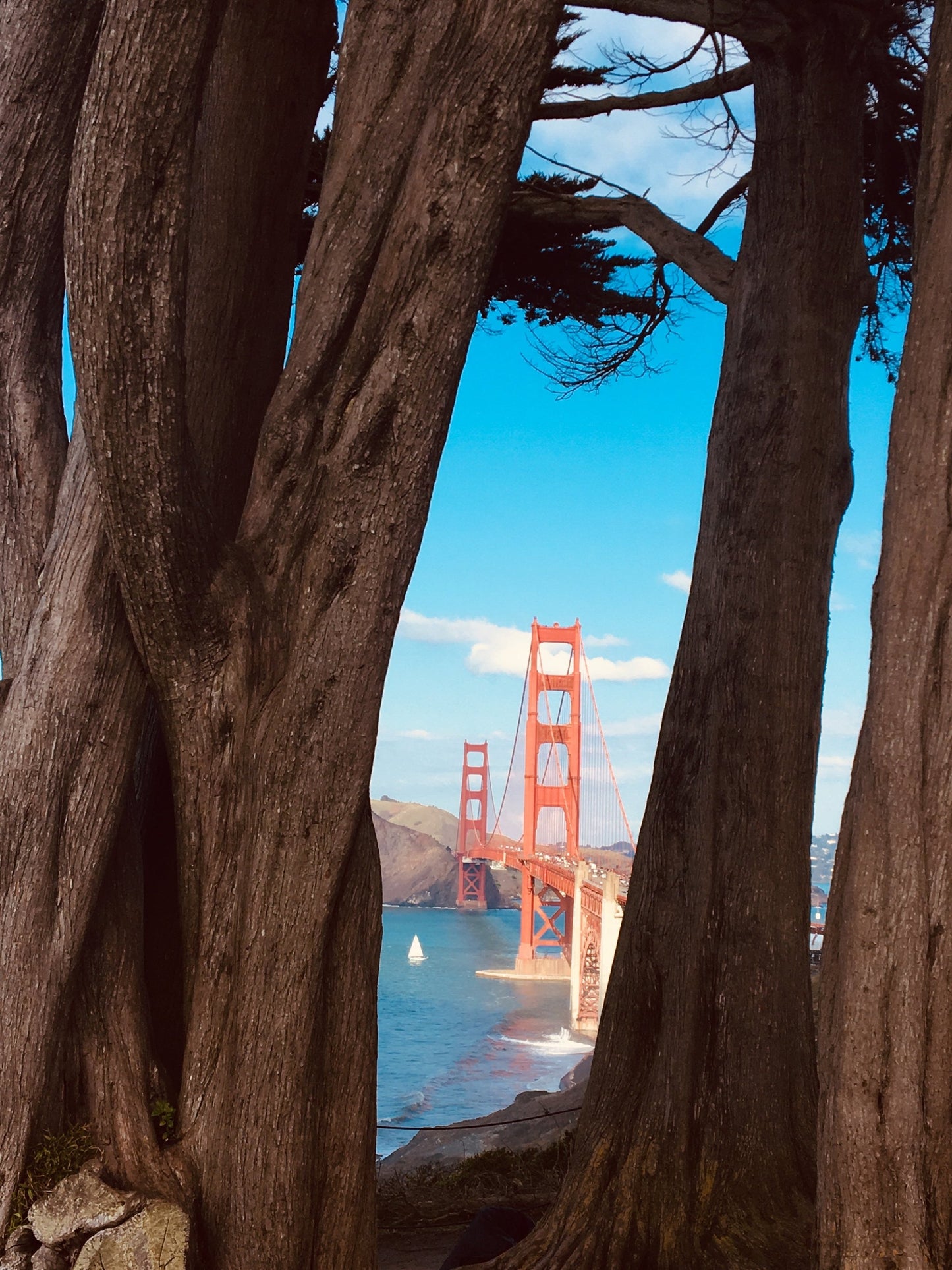 Photo of the Golden Gate Bridge in San Francisco, taken through trees.